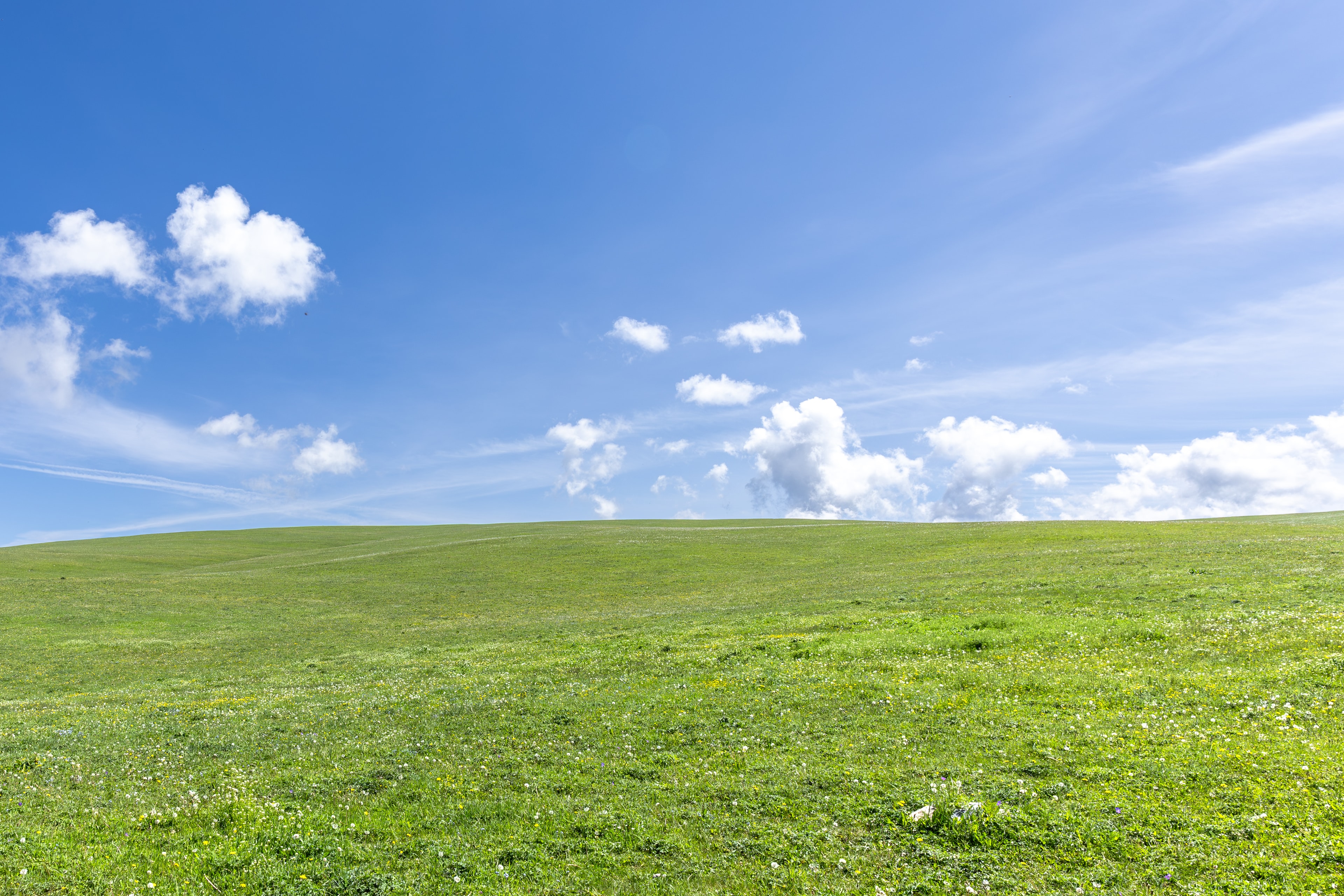 Grassland
