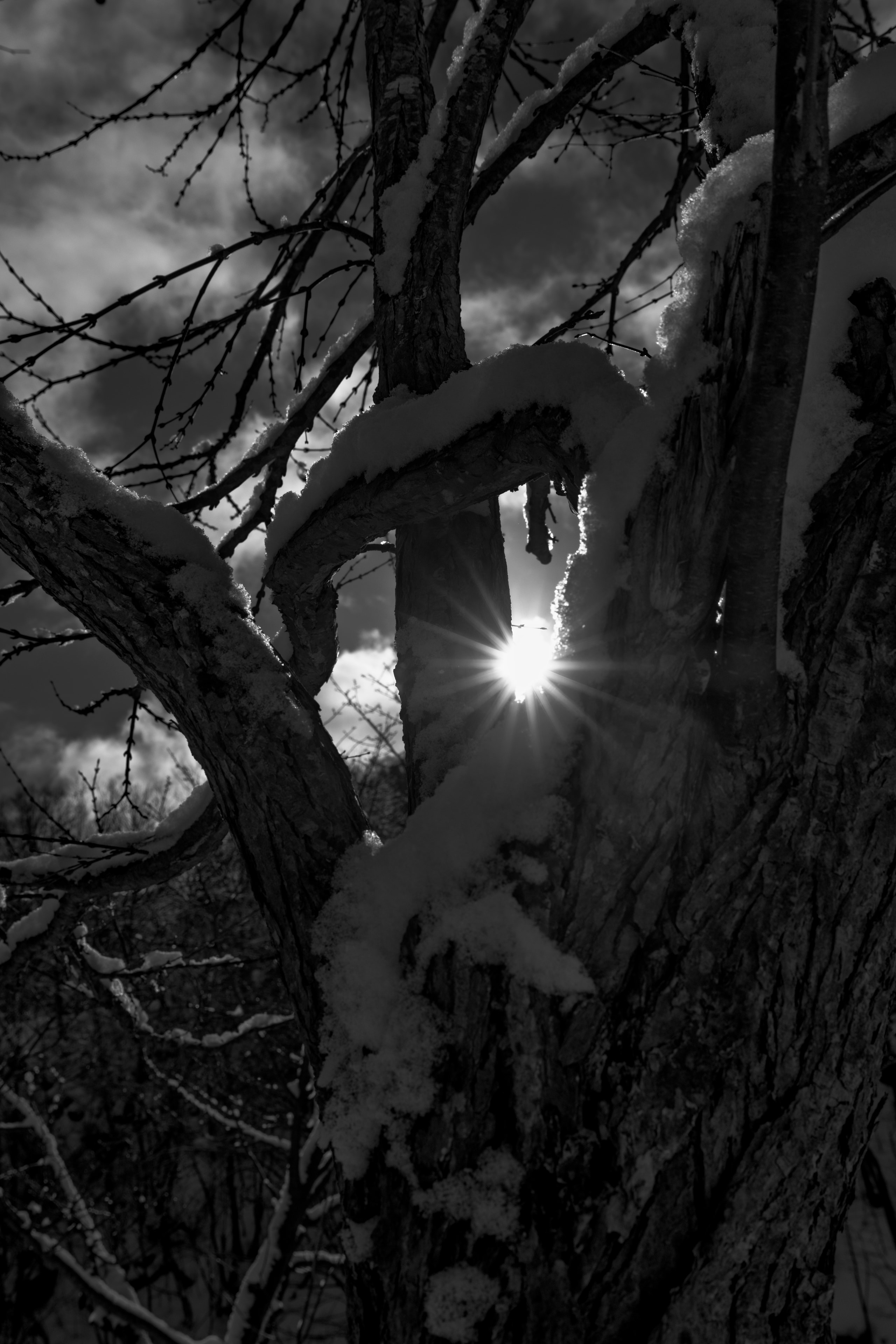 Sunburst