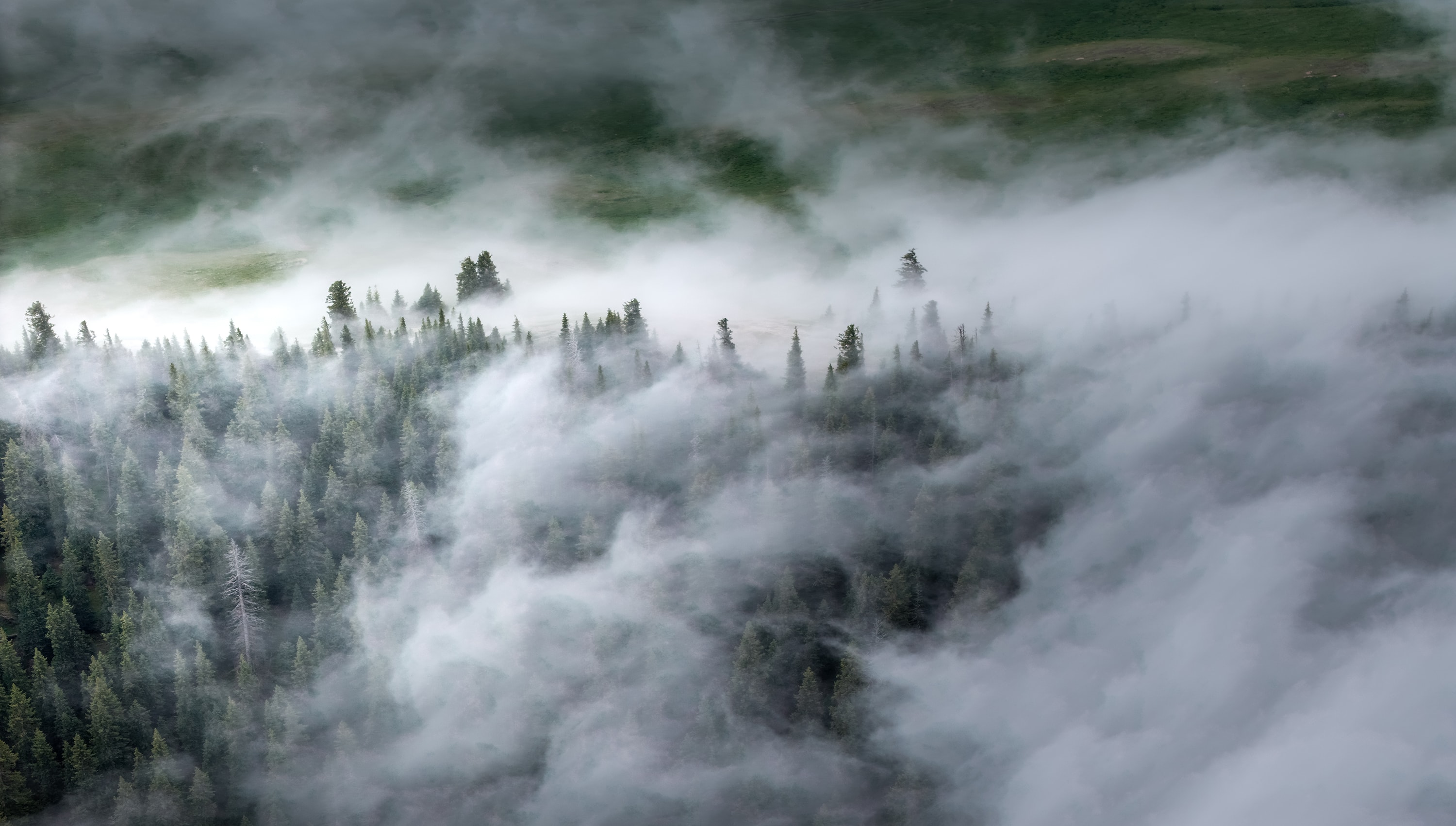Misty Forest